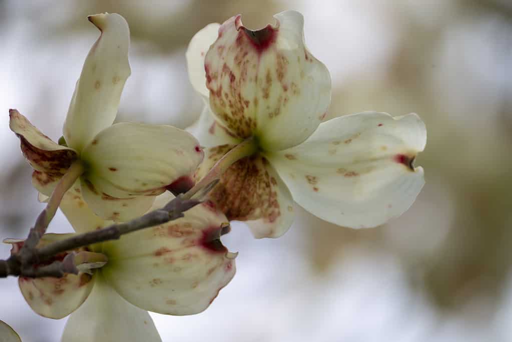 Close-up of white petals on a flowering dogwood tree showing signs of spot anthracnose disease.
