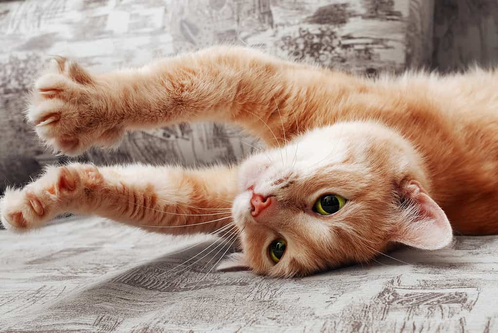 clseup of ginger cat lying on couch and stretching itself