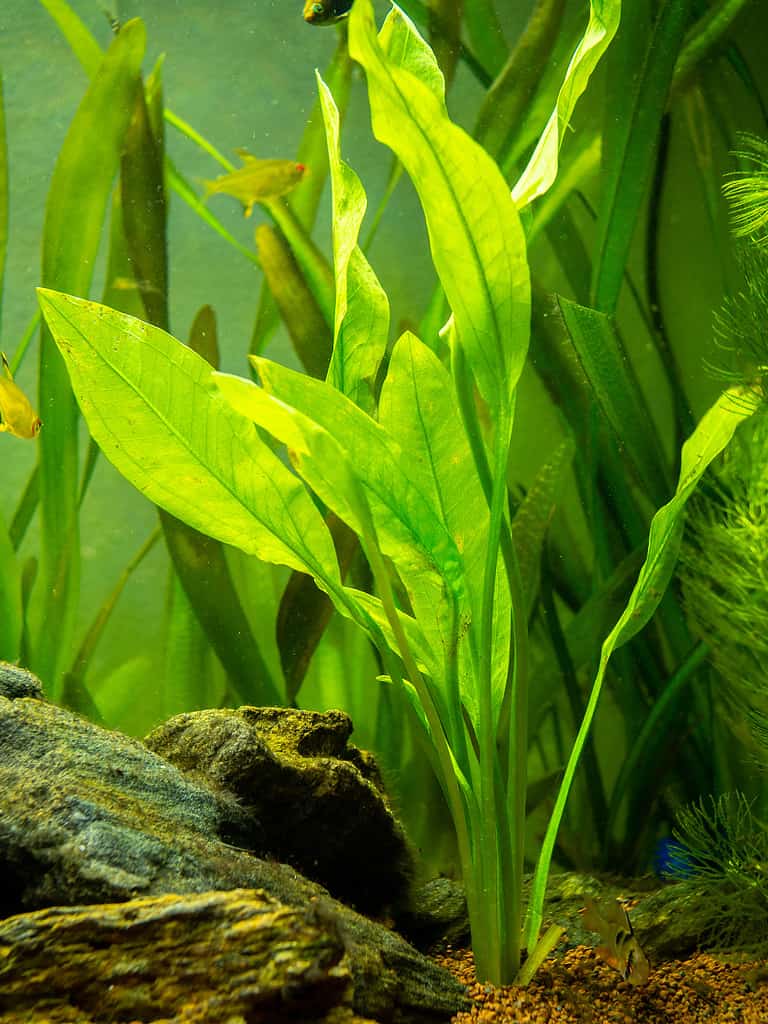 Amazon sword plant (Echinodorus amazonicus) on a fish tank
