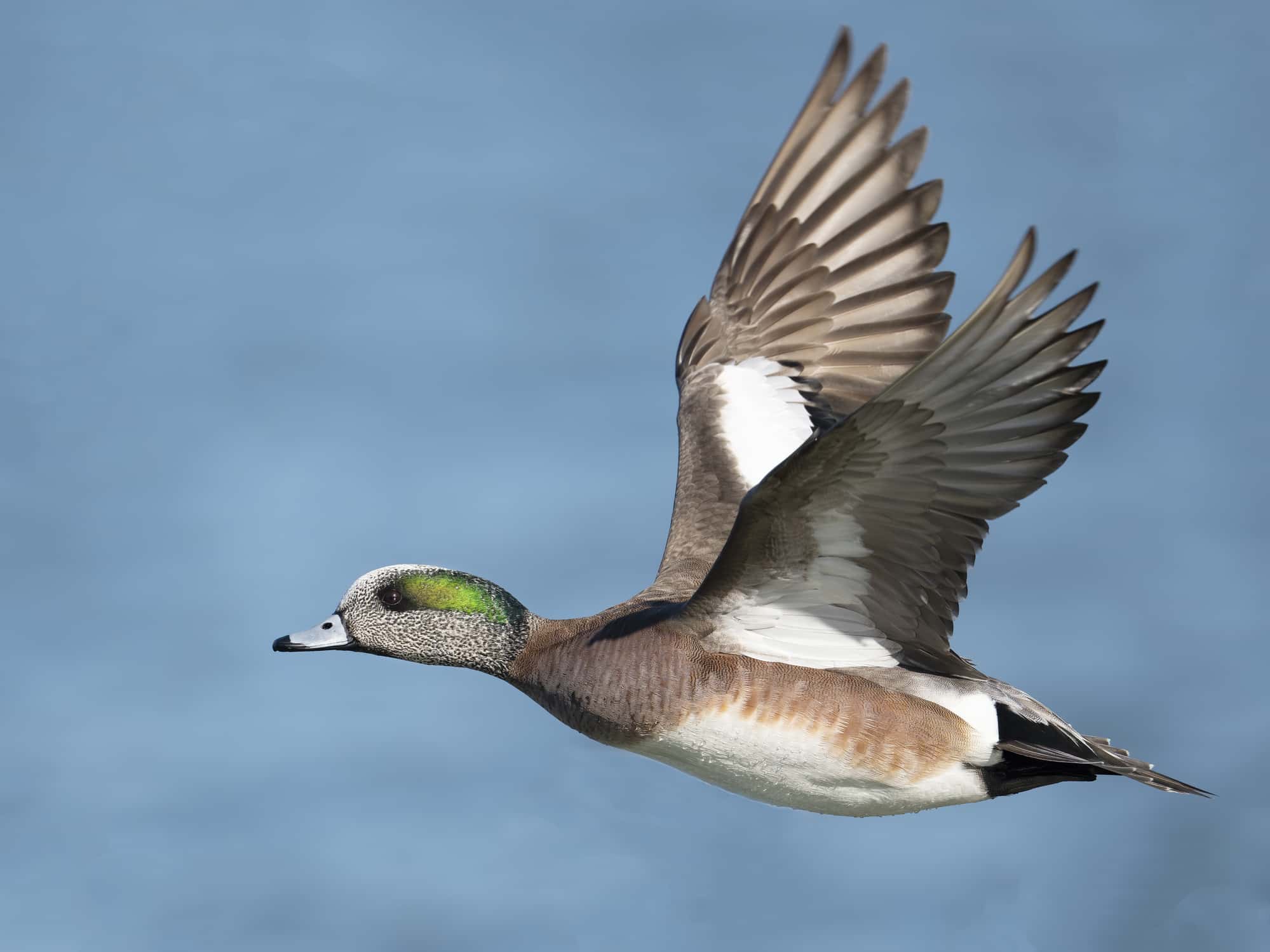 Male American Wigeon Duck in Flight