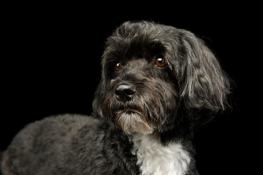 Portrait of an adorable havanese