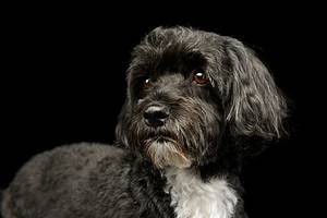 Havanese Colors: Most Common to Rarest Picture