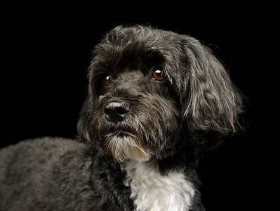 A Havanese Colors: Rarest to Most Common