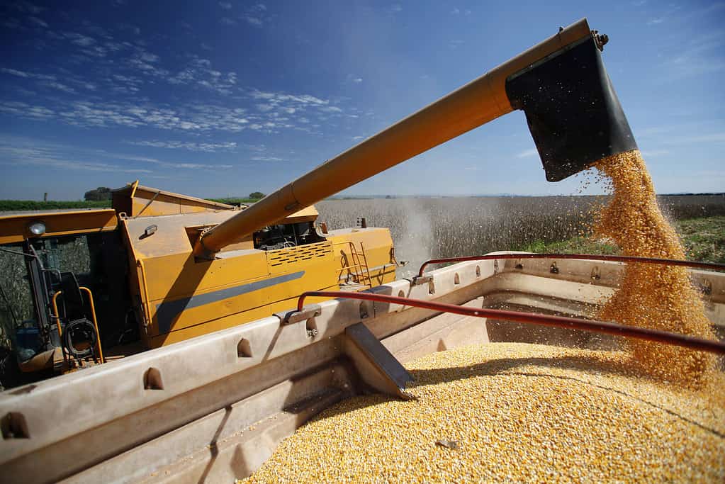 Corn harvest on countryside of Brazil