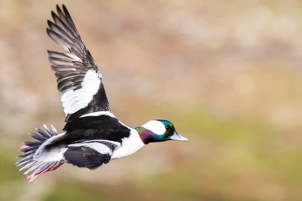 Drake Bufflehead Sails Over a Forest Pond in Morning Light