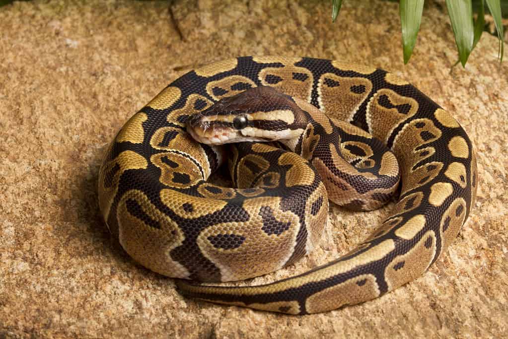 Ball python coiled on rock