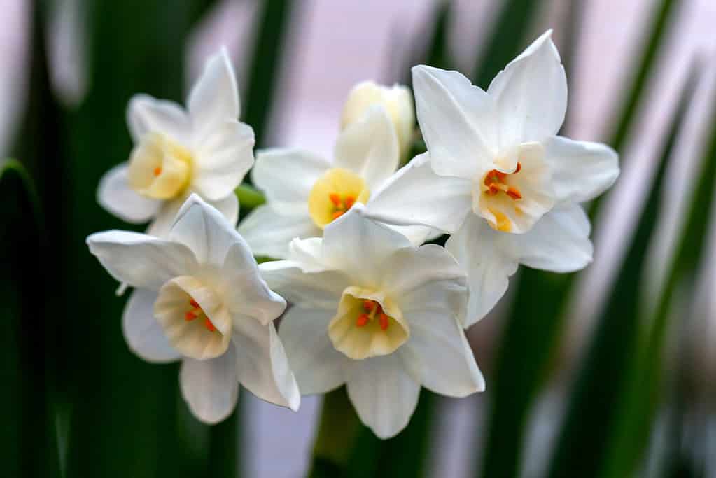 December Birth Flowers: Holly and Narcissus (Paperwhite)