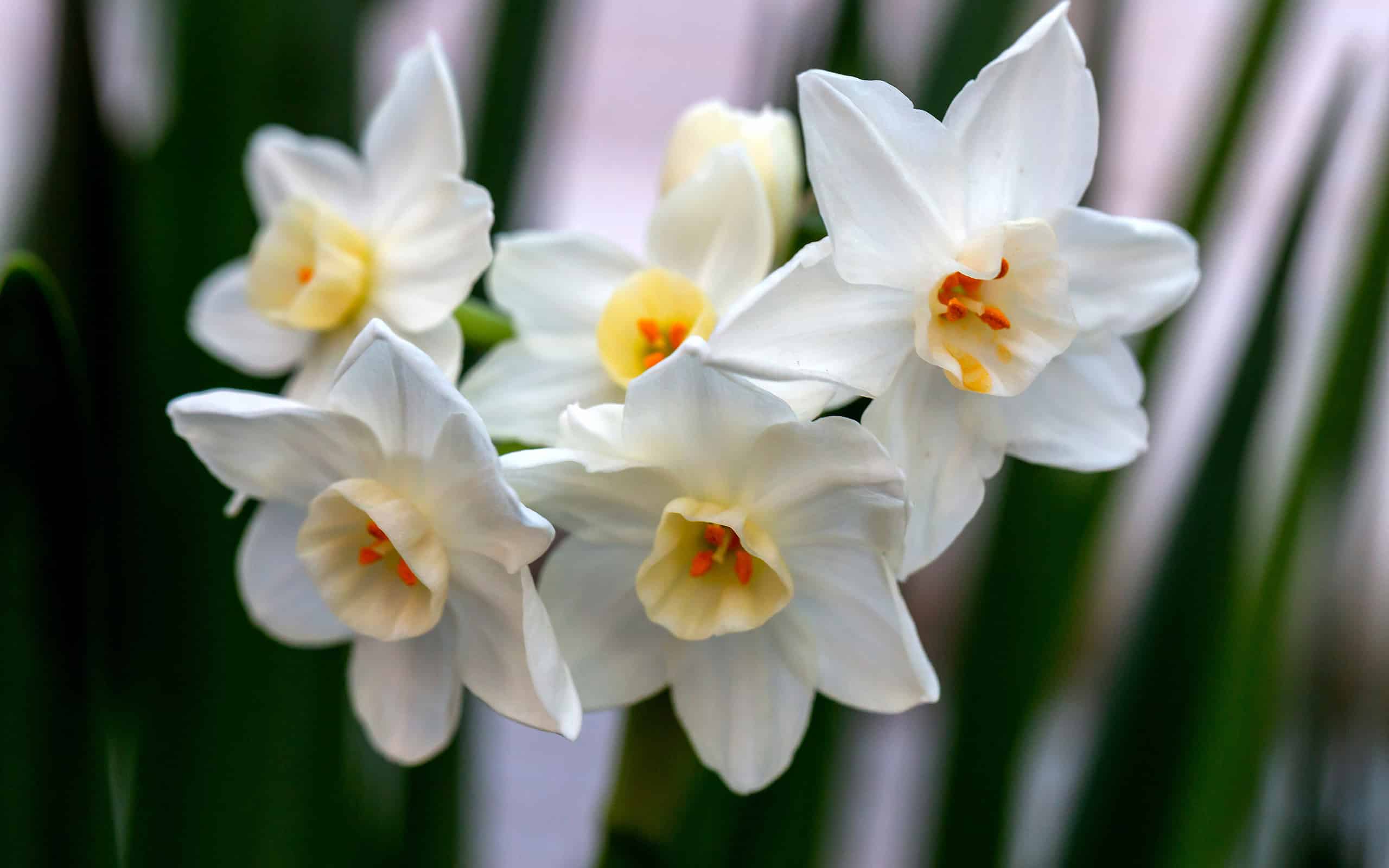 White narcissus Paperwhite Ziva (Narcissus poeticus) in garden