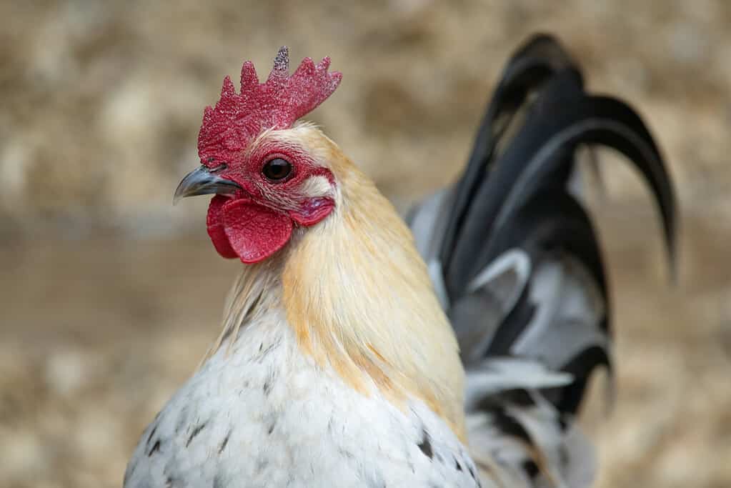 Old English Game Bantam Rooster