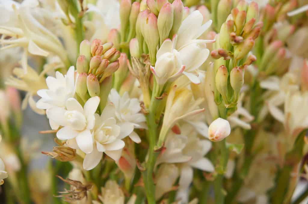 Polianthes tuberosa or polyanthus lily white flowers