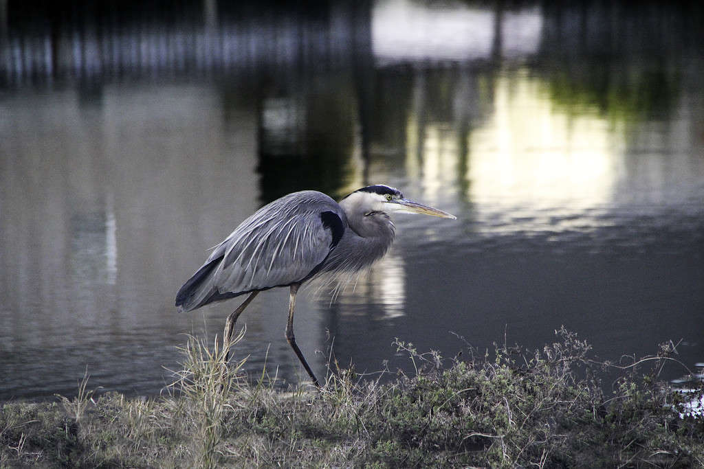 The Lousianna Great Blue Herron walks along the lake.