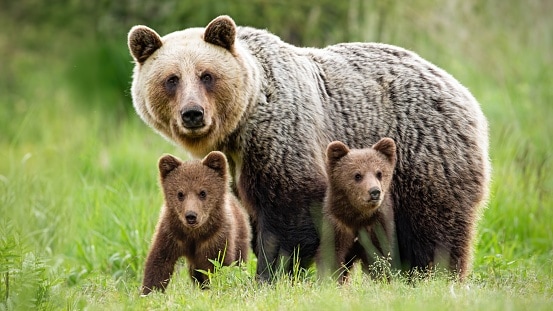 Protective female brown bear standing close to her two cubs