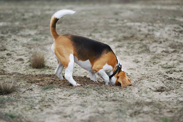 Are Beagles the Most Troublesome Dogs? 13 Common Complaints About Them ...