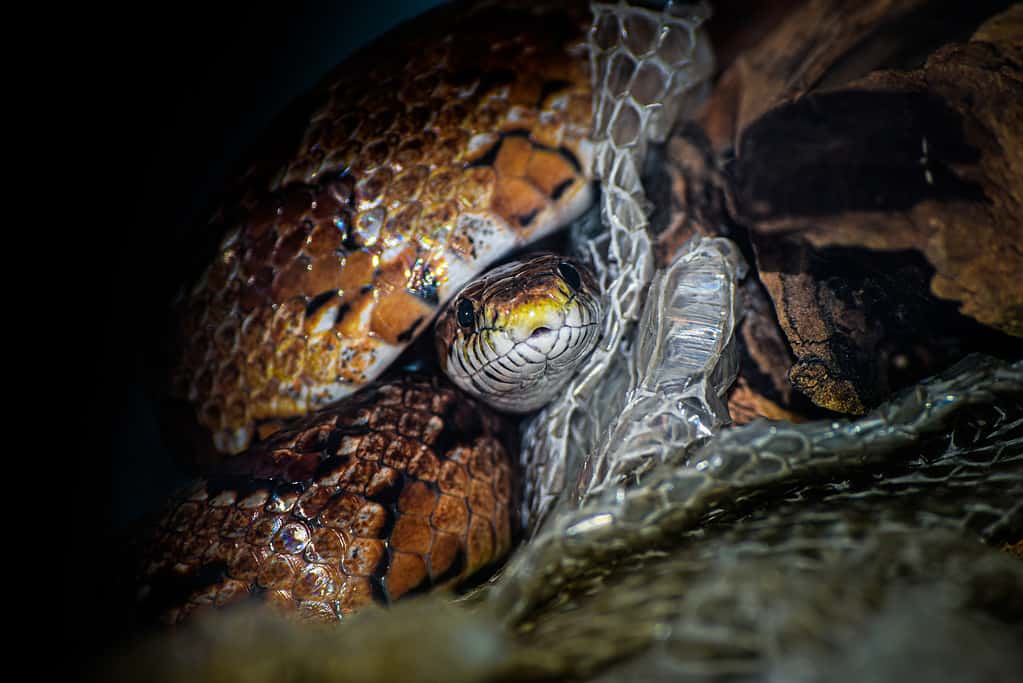 Corn Snake Shedding