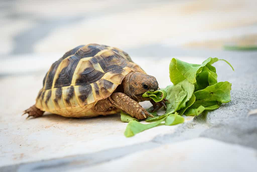 Pet turtle eating lettuce salad on stone paved terrace.