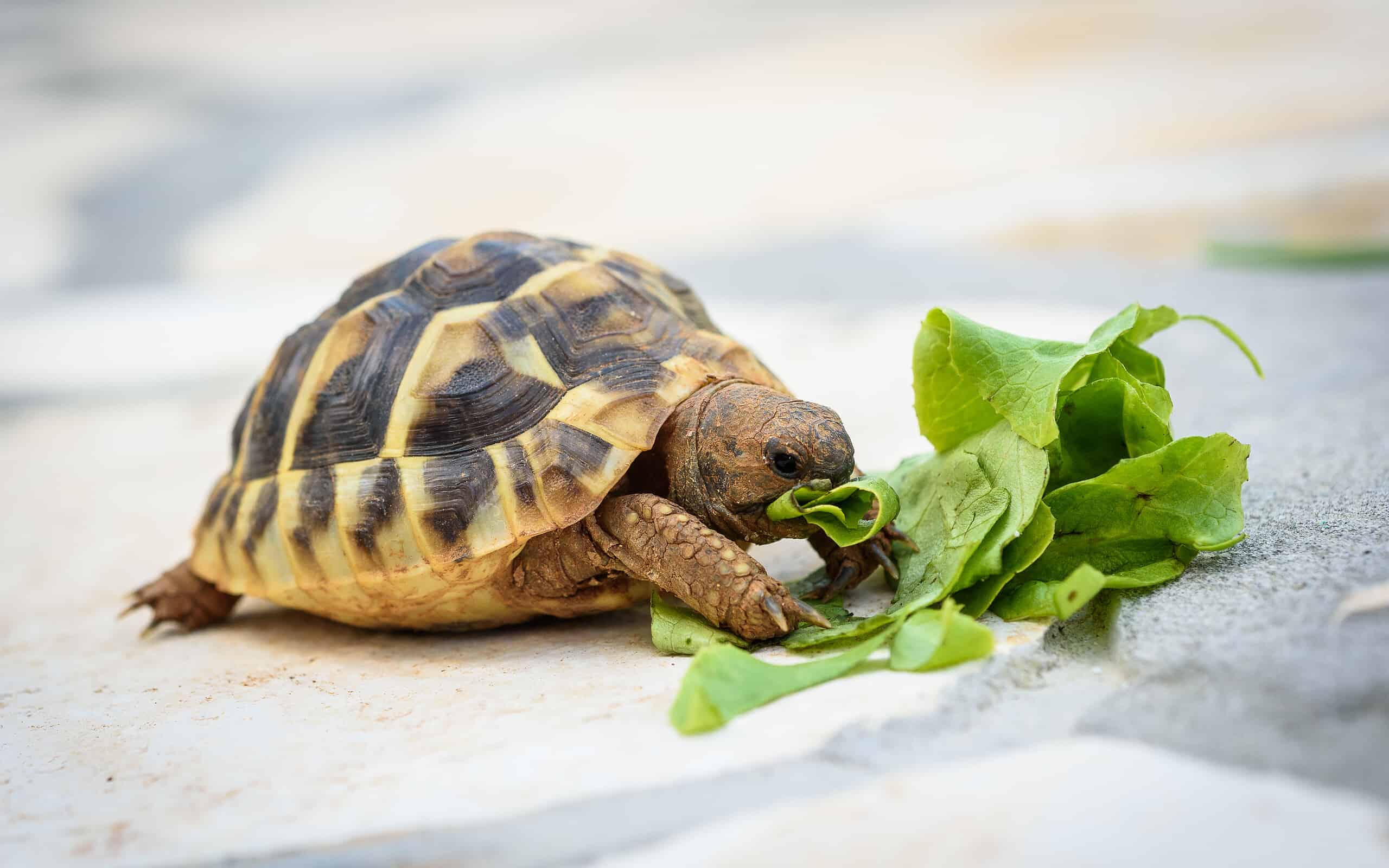 Pet turtle eating lettuce salad on stone paved terrace.
