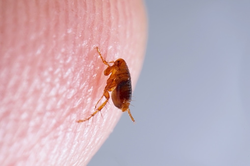 Super macro close up of brown, amber colored flea, Siphonaptera on human skin. It survives as external bloodsucking parasite of mammals and birds.