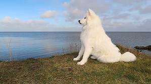 9 Common Health Problems Seen in Samoyed Dogs Picture