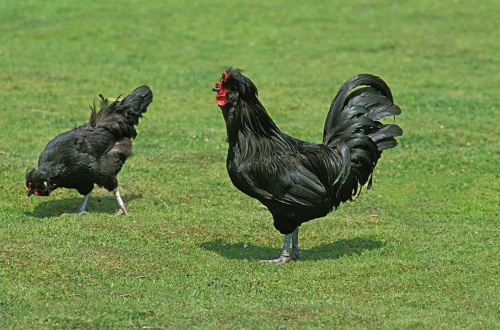 Crevecoeur Domestic Chicken, a black chicken breed from France