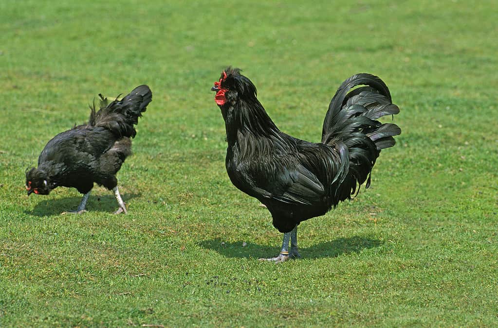 Crevecoeur Domestic Chicken, a French Breed from Normandy, Cockerel with Hen