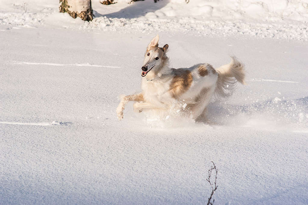 Borzoi dog running through deep snow