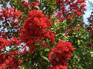 12 Gorgeous Red-Flowering Trees Picture