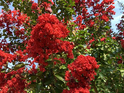 A 12 Gorgeous Red-Flowering Trees