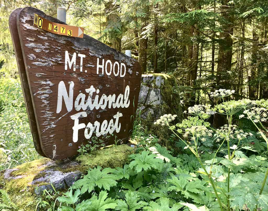 mt. hood national forest sign
