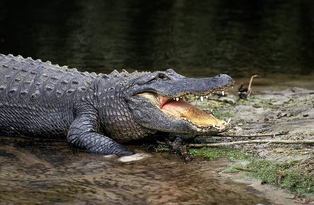 American Alligator, alligator mississipiensis, Adult with Open Mouth Regulating Body Temperature