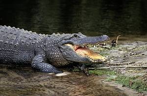 Discover Why Alligators Hiss and Why You Never Want to Hear It  Picture