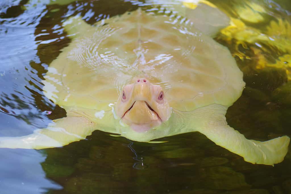 Albino sea turtlein the shade to prevent sunburn on the turtle shell