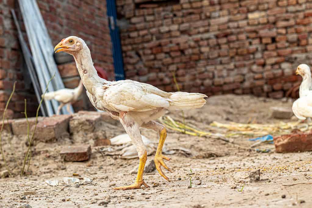 white Asil chicken chicks in India