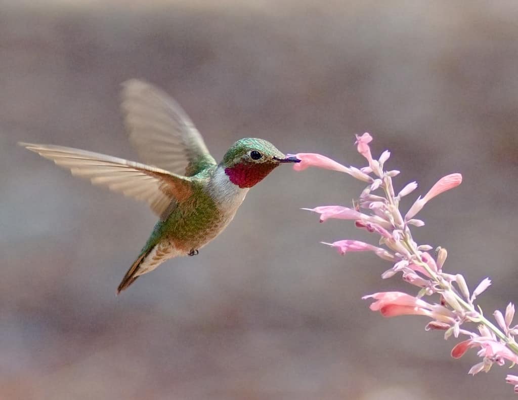 Hummingbird noises are often created by air rushing through their wings when they dive or fly.