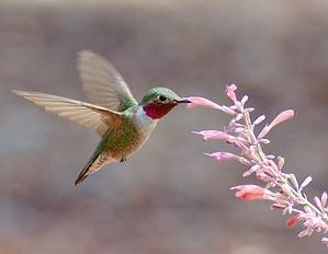 Discover When Hummingbirds Will Return to Texas (and Where They’ve Been) Picture