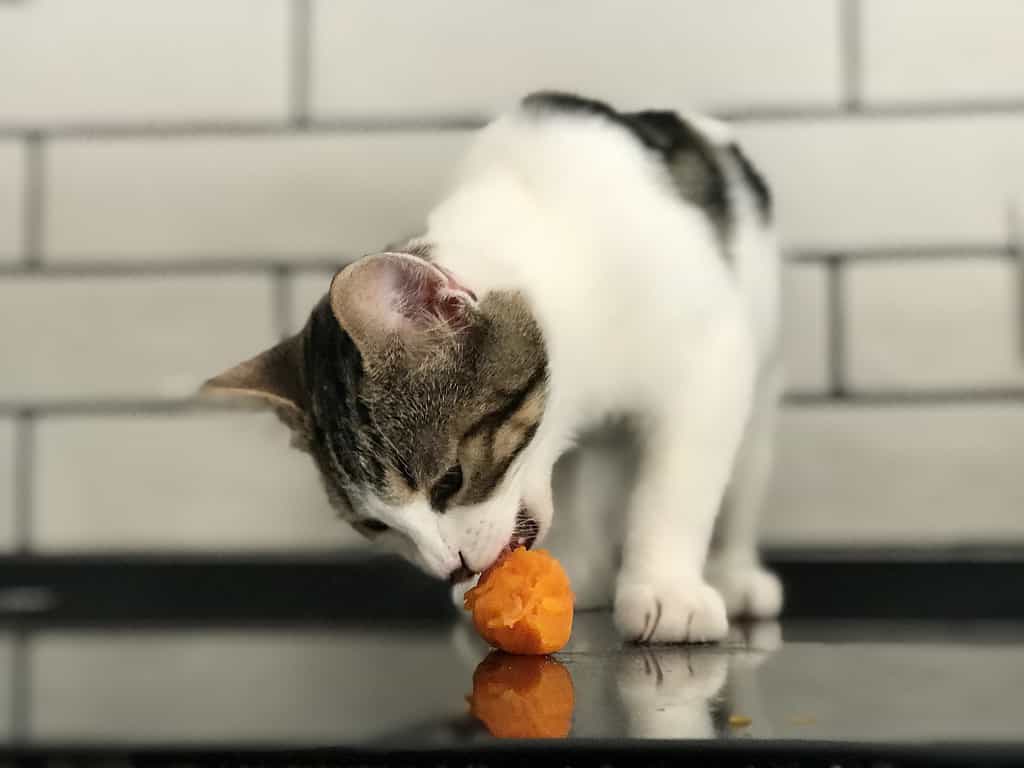 the kitten and the carrot 2