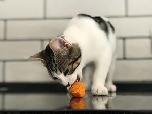 Can Cats Eat Carrots? 30 Things to Know Before Feeding Picture