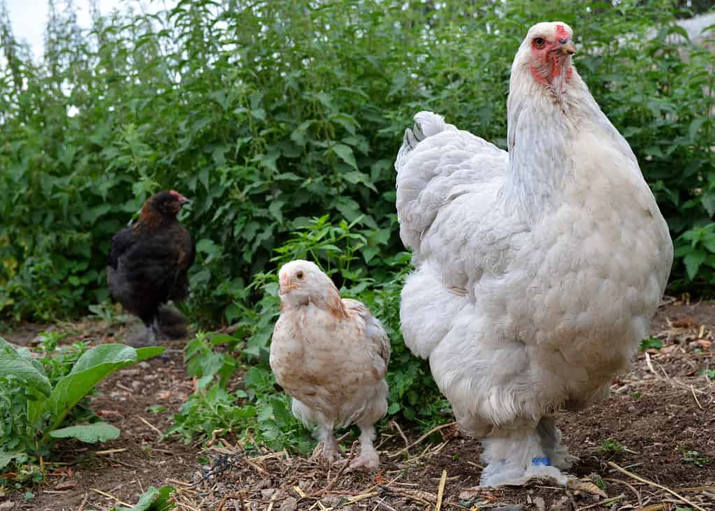 Brahma chicken with her chick