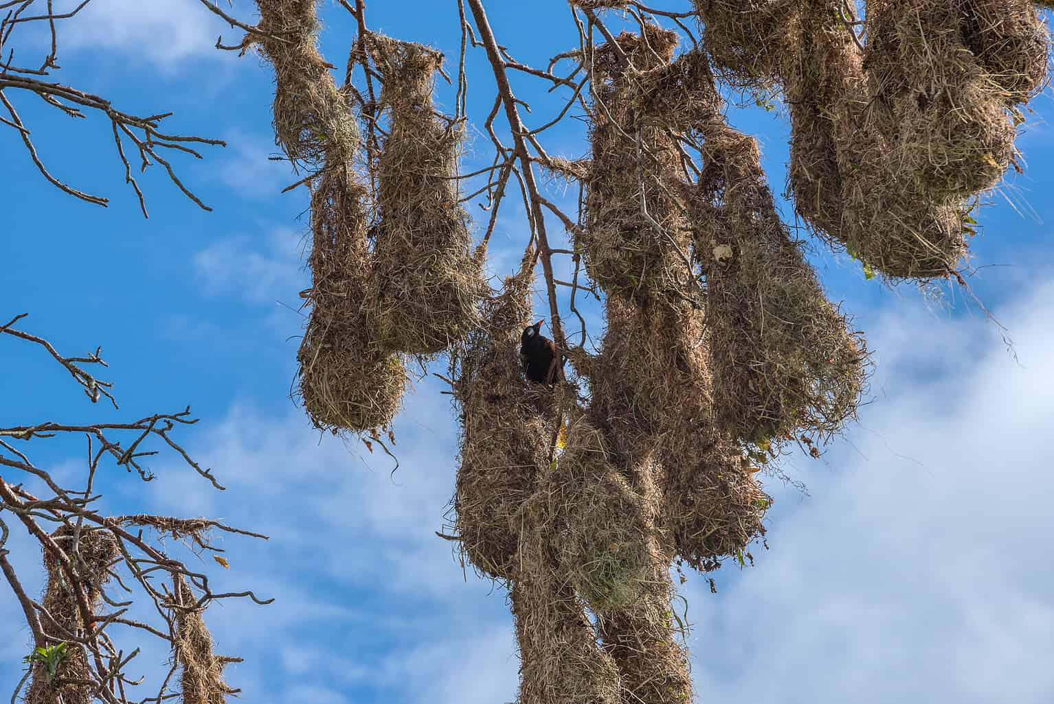 Birds That Build The Largest Nests (The Bald Eagle Tops the List!) - A ...