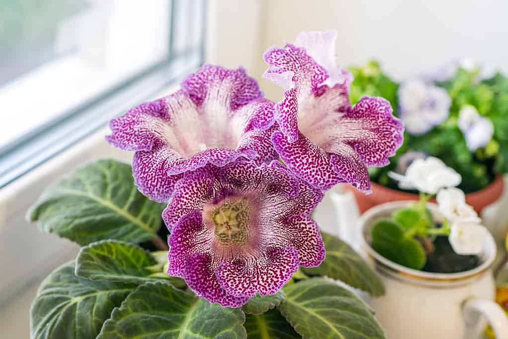 Closeup of Gloxinia Sinningia speciosa flowers in the foreground and dark green leaves. Plants on the windowsill against the background of window.