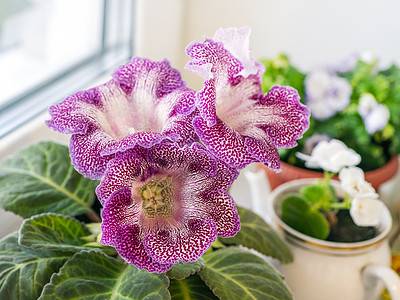 A 17 Types of Houseplants that Bloom Indoors