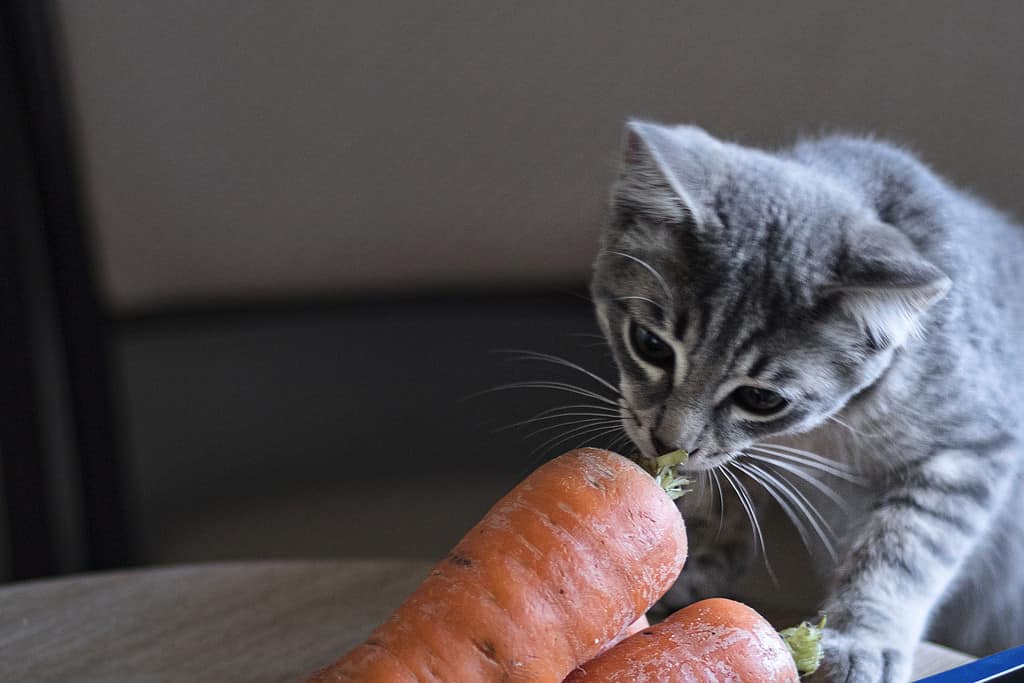 little gray kitten eats carrot. Little cat is vegetarian Soft focus. Animal pet concept. Image with noise and grain.Copy space