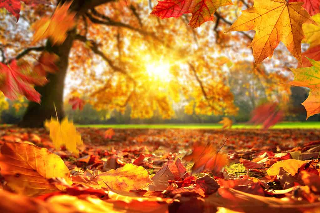 Autumn, Falling, Autumn Leaf Color, Backgrounds, Leaf