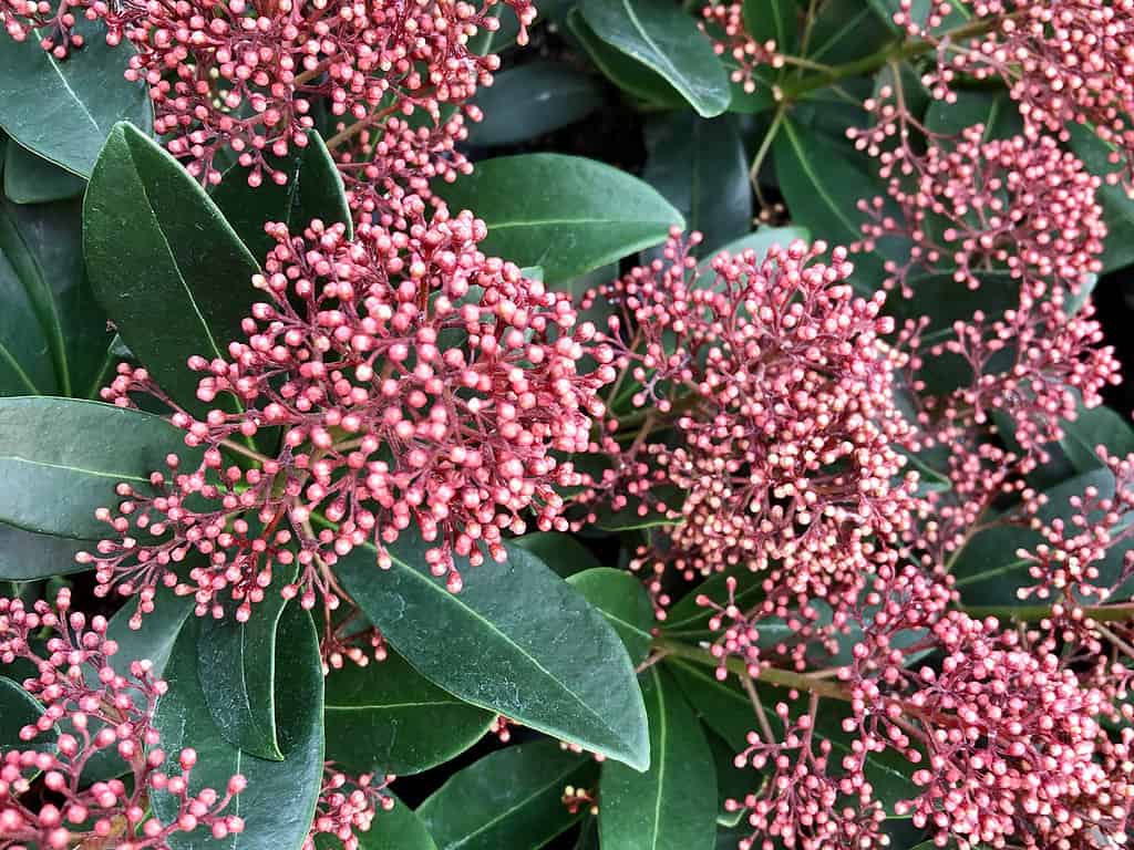 Skimmia japonica