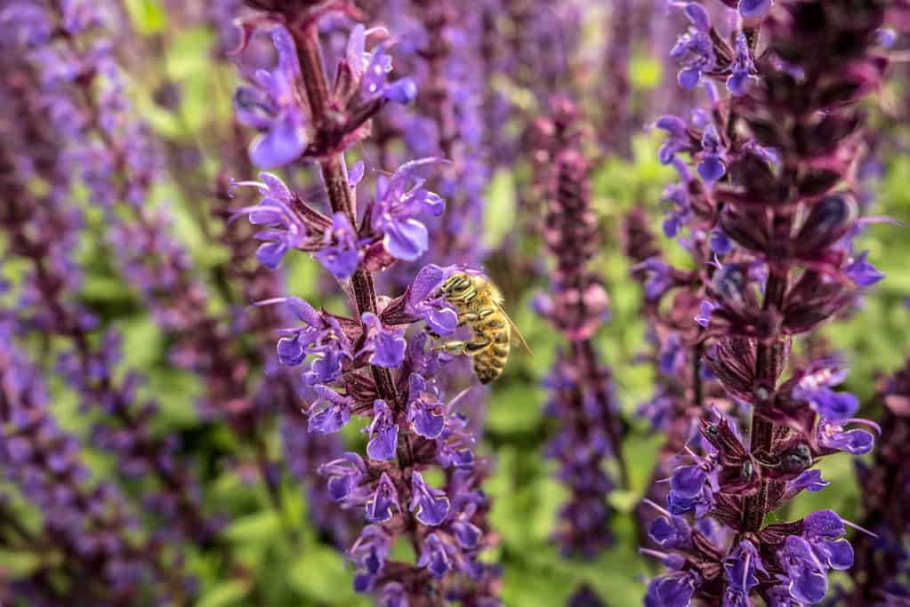 Blooming violet lavender plant in garden