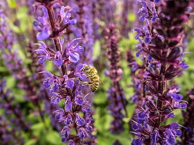 A 16 Plants That Look Like Lavender and How to Care for Each