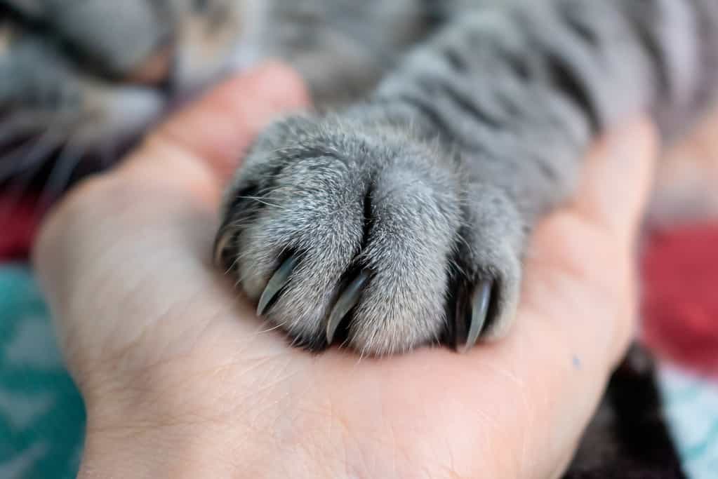 Cute fluffy tabby cat's paw on hand. Friendship with a pet. Gray striped cat. Paw with claws. Animal welfare.