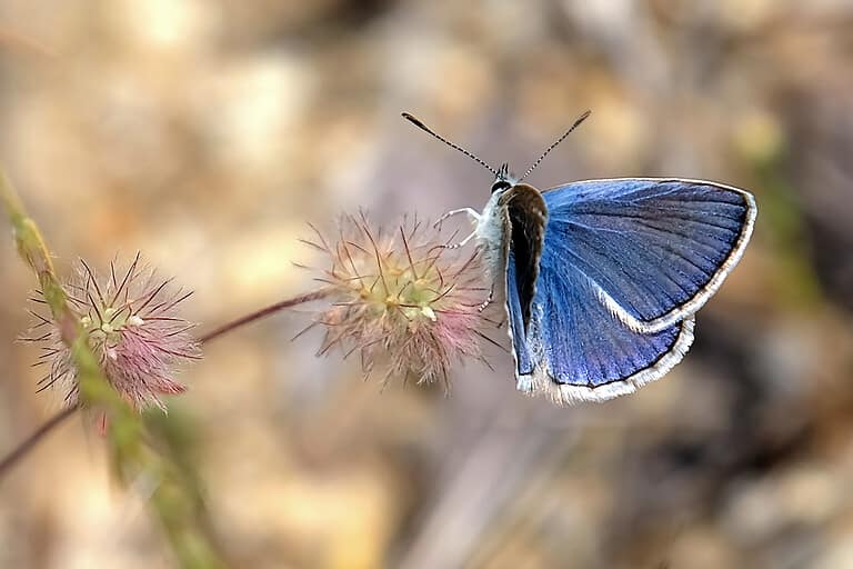 Palos Verdes Blue butterfly perched on purple flower on beige background