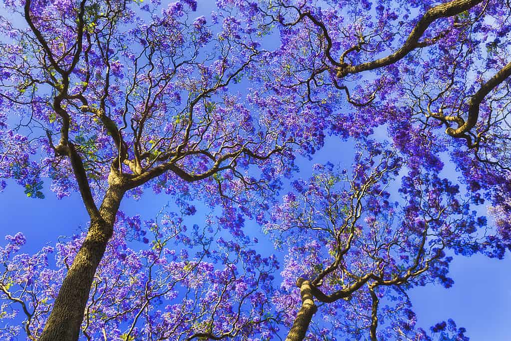 Jacaranda kir above sky