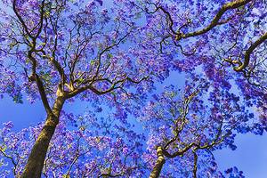 21 Beautiful Purple Flowering Trees to Liven Up Any Yard Picture