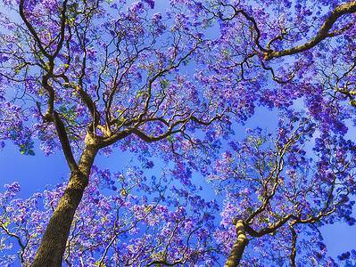 A 21 Beautiful Purple Flowering Trees to Liven Up Any Yard